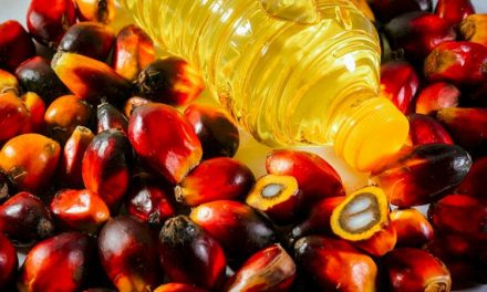 Pengolahan Sawit Menjadi Minyak Merah Untuk Masak