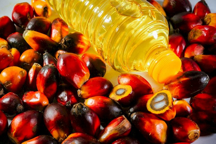 Pengolahan Sawit Menjadi Minyak Merah Untuk Masak
