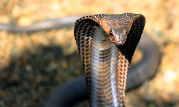 Reptil Berbisa Ular Kobra Yang Banyak Di Indonesia