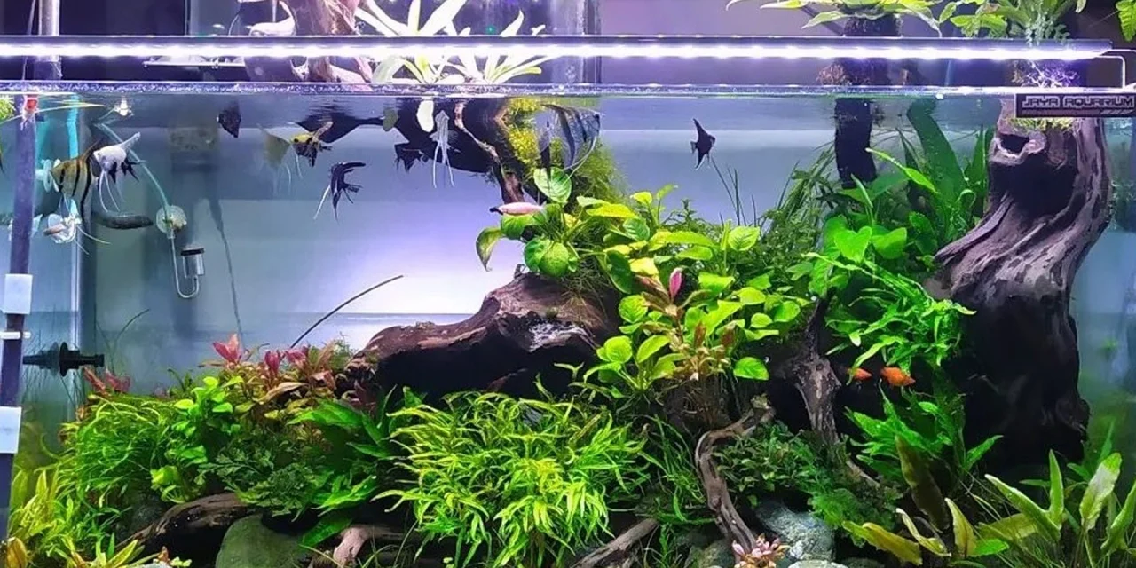 Wadah Khusus Ikan Hias Atau Tempat Aquarium