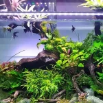 Wadah Khusus Ikan Hias Atau Tempat Aquarium