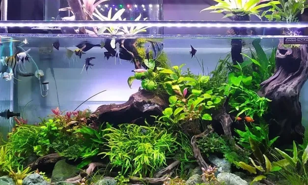 Wadah Khusus Ikan Hias Atau Tempat Aquarium
