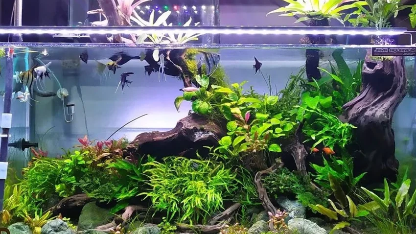 Wadah Khusus Ikan Hias Atau Tempat Aquarium