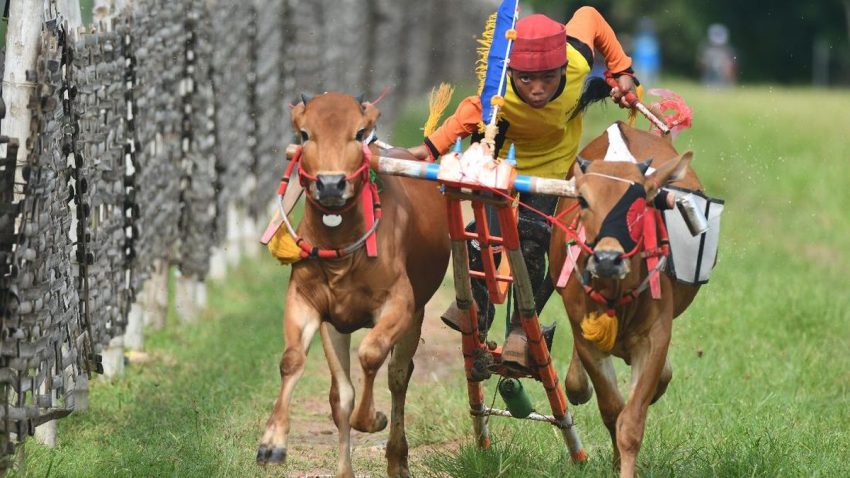 Keragaman Daerah Indonesia Yang Memiliki Sulu Madura