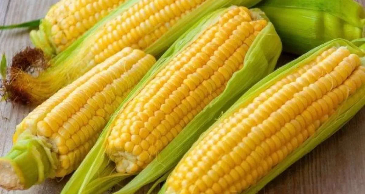 Tumbuhan Kuning Jagung Yang Banyak Menjadi Olahan