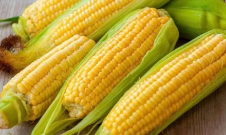 Tumbuhan Kuning Jagung Yang Banyak Menjadi Olahan