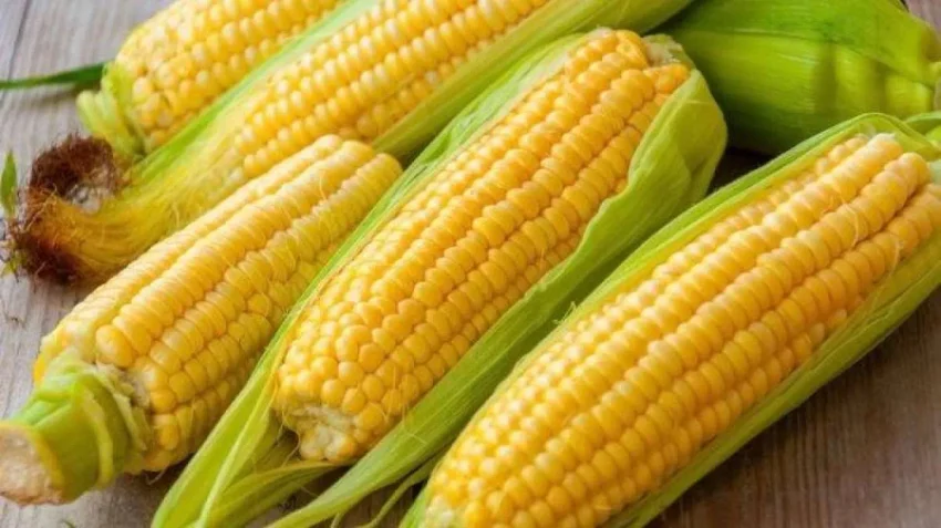 Tumbuhan Kuning Jagung Yang Banyak Menjadi Olahan