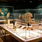Peninggalan Sejarah Bertempatkan Di Sebuah Museum