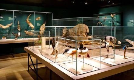 Peninggalan Sejarah Bertempatkan Di Sebuah Museum
