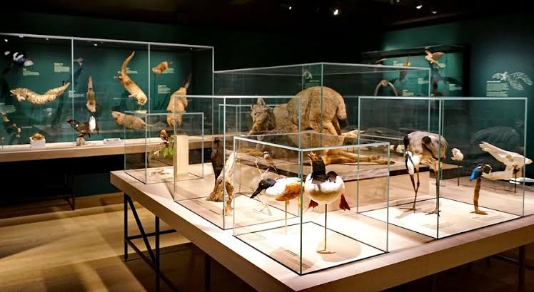 Peninggalan Sejarah Bertempatkan Di Sebuah Museum